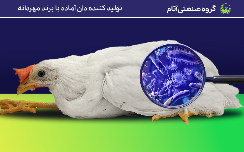 ورم روده و بروز فلجی در طیور